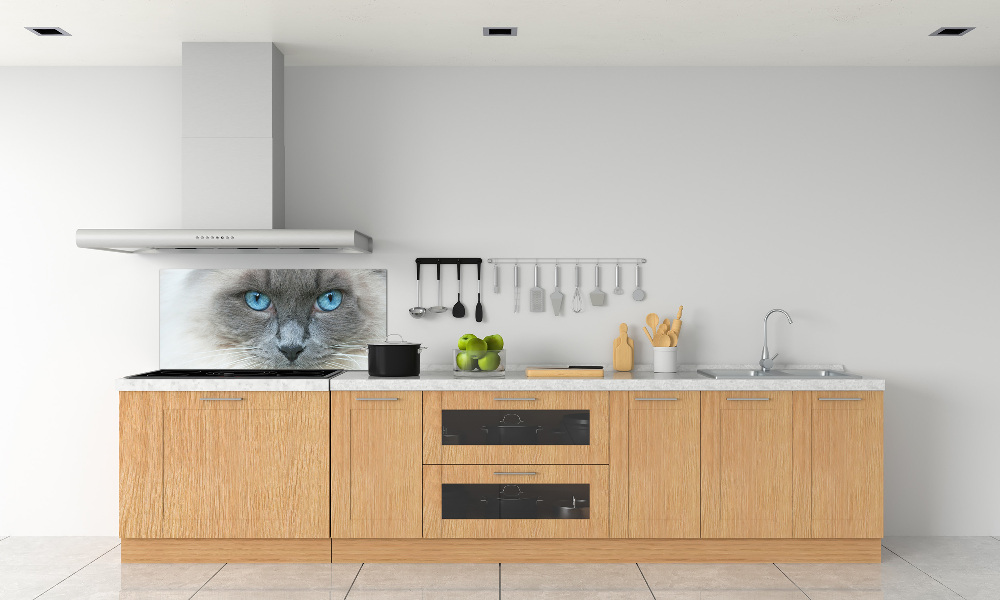 Cooker splashback Cat blue eyes