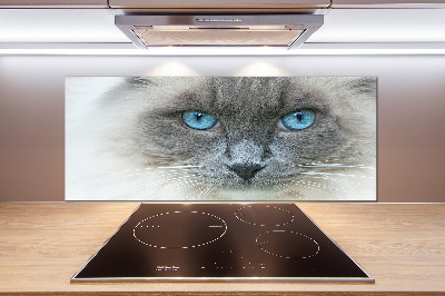 Cooker splashback Cat blue eyes