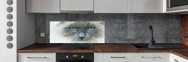 Cooker splashback Cat blue eyes