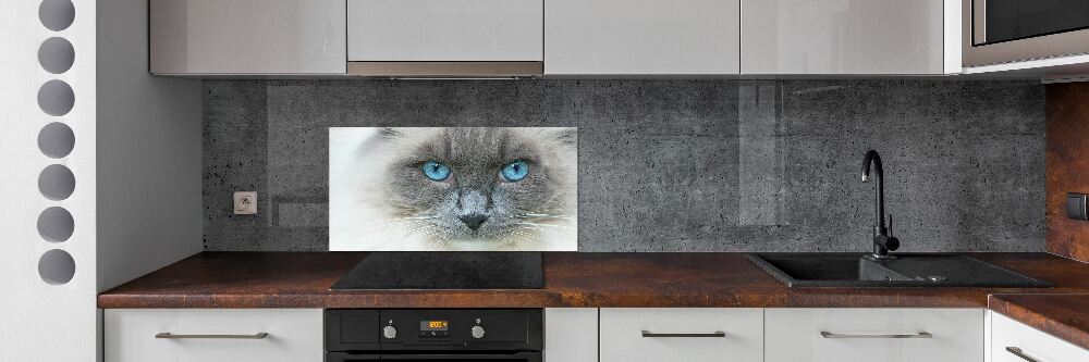 Cooker splashback Cat blue eyes