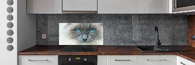 Cooker splashback Cat blue eyes