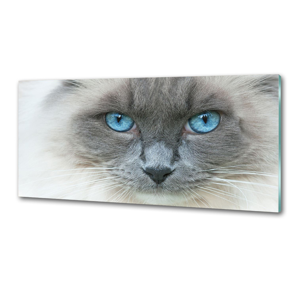 Cooker splashback Cat blue eyes