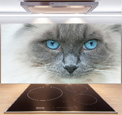 Cooker splashback Cat blue eyes