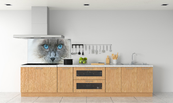 Cooker splashback Cat blue eyes