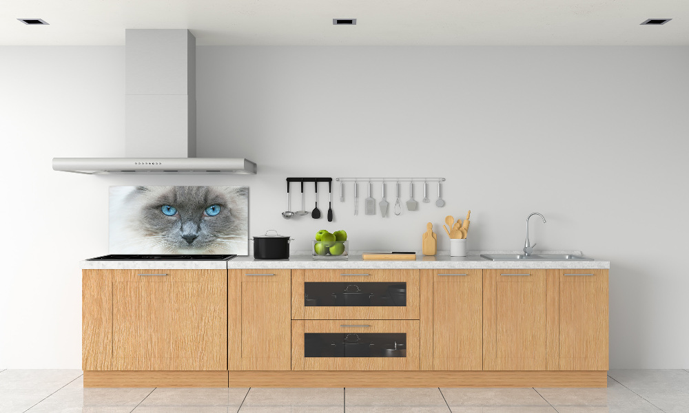 Cooker splashback Cat blue eyes