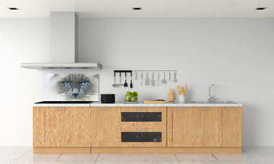 Cooker splashback Cat blue eyes