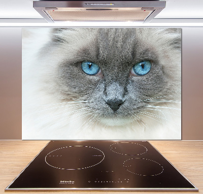 Cooker splashback Cat blue eyes