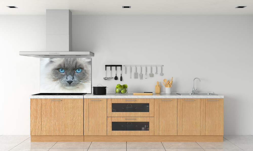 Cooker splashback Cat blue eyes