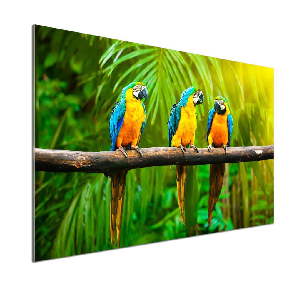 Cooker splashback Parrots on a branch