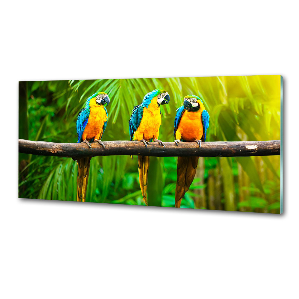 Cooker splashback Parrots on a branch