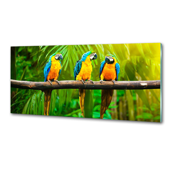 Cooker splashback Parrots on a branch