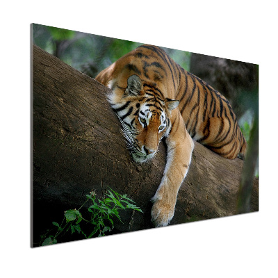 Cooker splashback Tiger on a tree