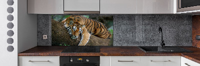 Cooker splashback Tiger on a tree