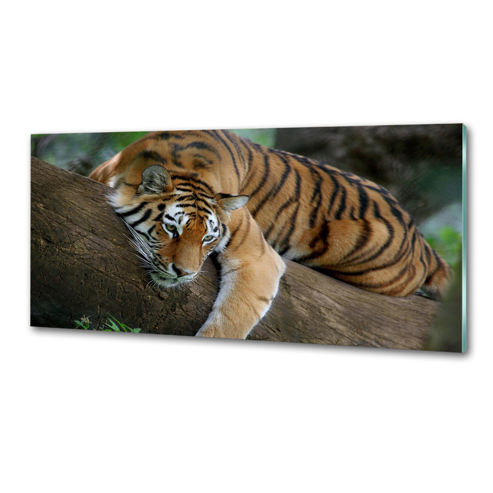 Cooker splashback Tiger on a tree