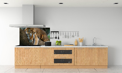 Cooker splashback Tiger on a tree