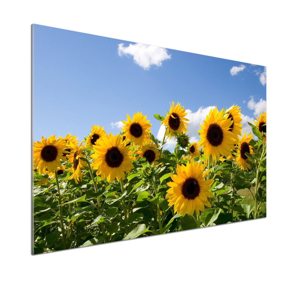 Kitchen splashback Sunflowers