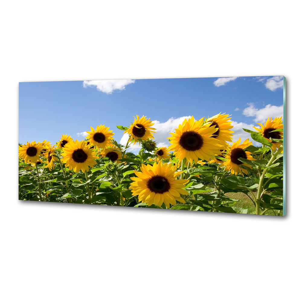 Kitchen splashback Sunflowers