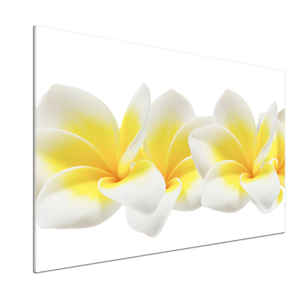 Kitchen splashback Plumeria