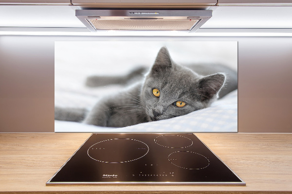 Cooker splashback Gray cat