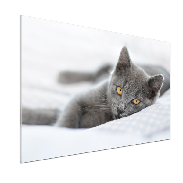 Cooker splashback Gray cat