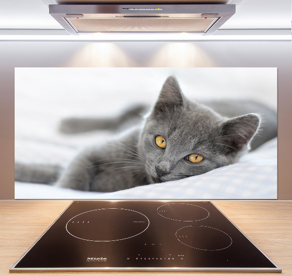 Cooker splashback Gray cat