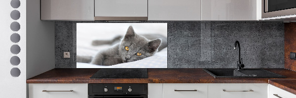 Cooker splashback Gray cat