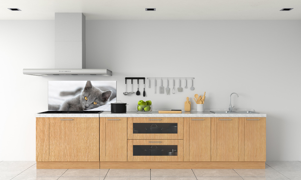 Cooker splashback Gray cat