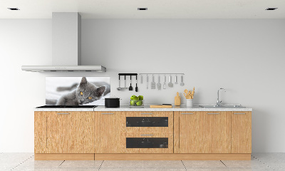 Cooker splashback Gray cat