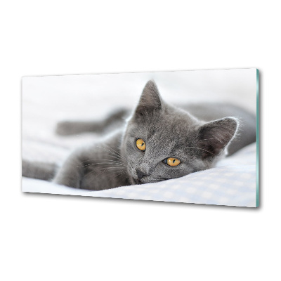 Cooker splashback Gray cat