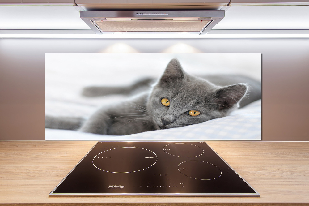 Cooker splashback Gray cat