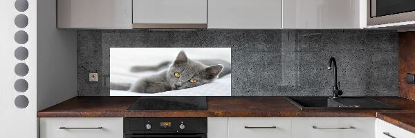 Cooker splashback Gray cat