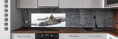 Cooker splashback Gray cat