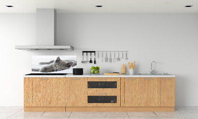 Cooker splashback Gray cat