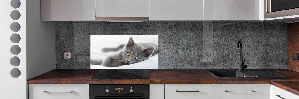 Cooker splashback Gray cat