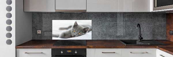 Cooker splashback Gray cat