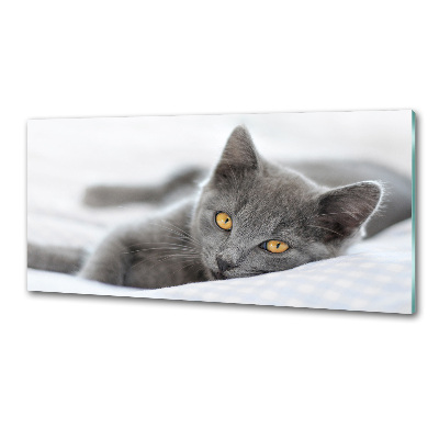 Cooker splashback Gray cat