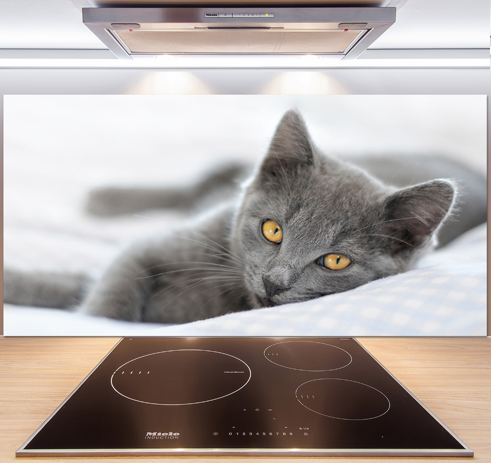 Cooker splashback Gray cat