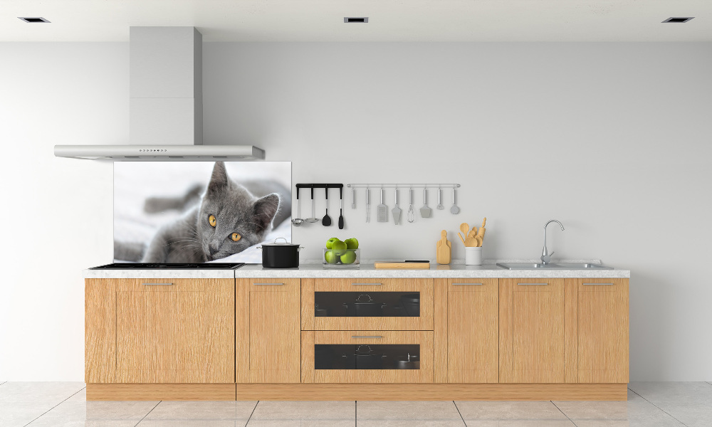 Cooker splashback Gray cat