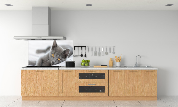 Cooker splashback Gray cat