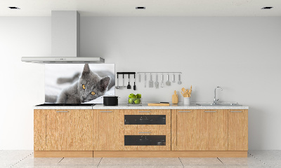 Cooker splashback Gray cat