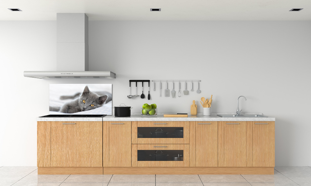 Cooker splashback Gray cat