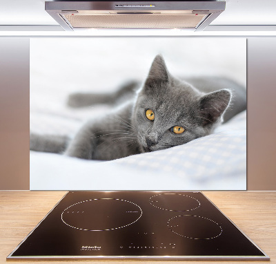 Cooker splashback Gray cat