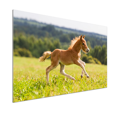 Cooker splashback Foal at a gallop