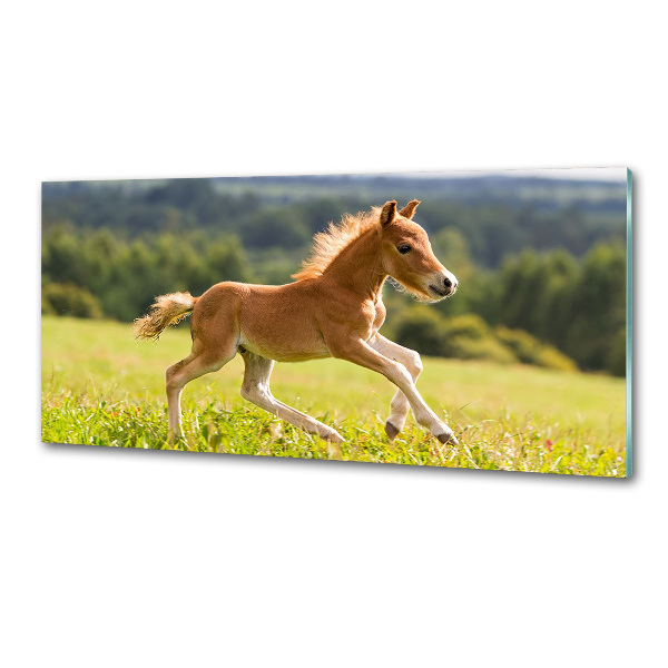 Cooker splashback Foal at a gallop