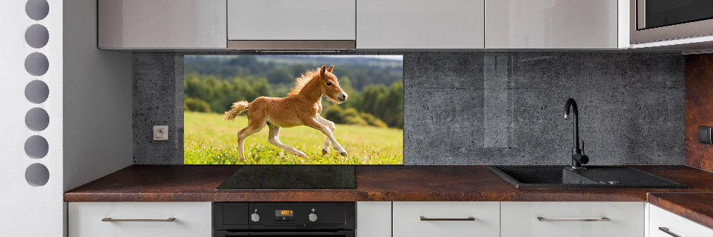 Cooker splashback Foal at a gallop