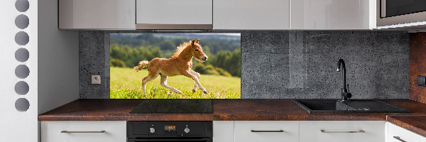 Cooker splashback Foal at a gallop