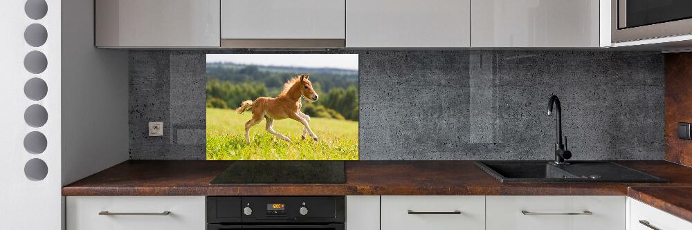 Cooker splashback Foal at a gallop