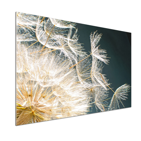 Hob splashback Dandelion seeds