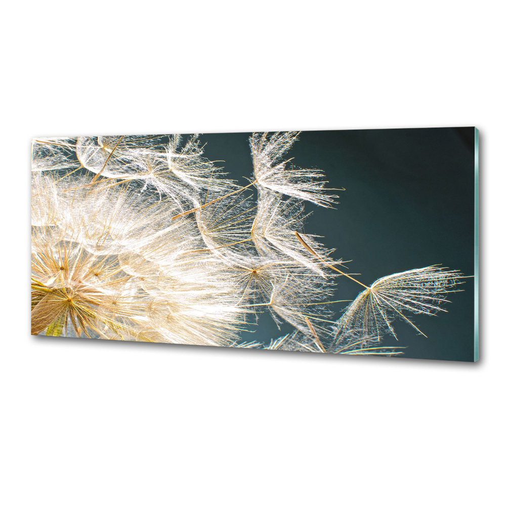 Hob splashback Dandelion seeds