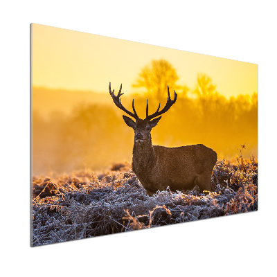 Kitchen splashback Deer sunrise